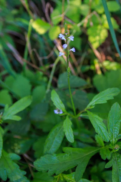 ハーブVerbena Officinalis ヴェルヴァンまたは一般的なヴェルベン 青紫色の葉を持つ小さな花 — ストック写真
