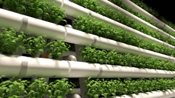 Raflara Istiflenmiş Genç Yeşil Bitkiler Yapay Işığın Altında Fideleri Büyüyen — Stok video