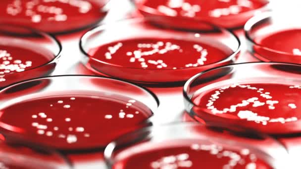 Staphylococcus Aureus Streptococcus Bakteri Kolonilerini Içeren Sıra Sıra Petri Kabı — Stok video