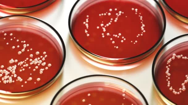 Zökkenőmentes Hurkolás Animáció Staphylococcus Aureus Vagy Streptococcus Baktériumkolóniákat Tartalmazó Petri — Stock videók
