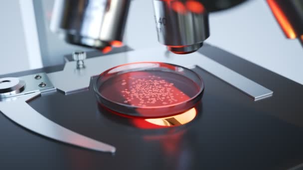 Steril Parlak Bir Laboratuvar Odasında Hücre Örneklerini Petri Kabında Analiz — Stok video