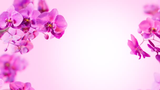 파스텔 배경에 Dof로 클로즈업 보라색 Phalaenopsis 발렌타인 어머니의 — 비디오