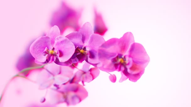 Ветвь Цветущих Розовых Цветов Орхидеи Ярком Пастельном Фоне Чистый Крупным — стоковое видео