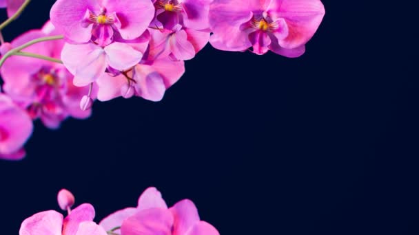Takken Bloeiende Roze Orchidee Bloemen Tegen Een Donkerblauwe Achtergrond Schietpartij — Stockvideo