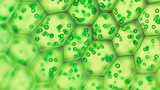 Mikroskop Altında Bitki Hücre Yapıları Yeşil Klorofil Hücrelerin Içindeki Kloroplastlarda — Stok video