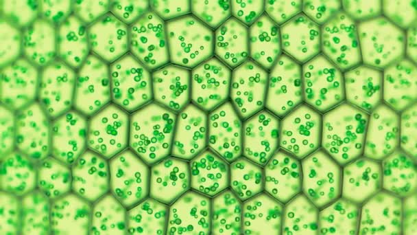 Estruturas Células Vegetais Microscópio Clorofila Verde Concentrada Cloroplastos Dentro Das — Vídeo de Stock