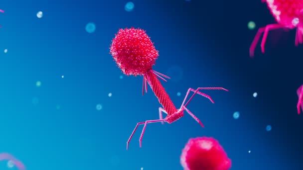 多くの浮遊する細菌類 ウイルスはバクテリアに感染するのを待っています 明るい赤いファージがゆっくりと青い背景に向かって動いています 抗生物質の代替としてのファージ療法 サイエンス4K — ストック動画
