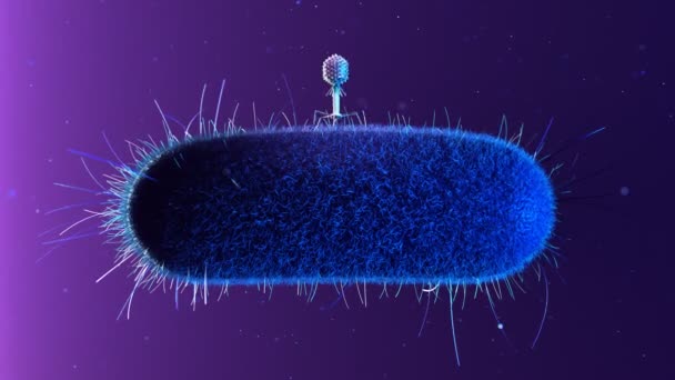 細菌に感染する単一のバクテリオファージ フローティング ファージはエコリの表面に座り 内部の複製のためにRna材料を注射する 抗生物質の代替としてのファージ療法 科学について 4Kについて — ストック動画