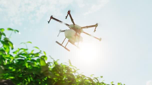 Pętlowa Animacja Działającym Dronem Opryskującym Produkty Roślinne Plantacji Zewnętrznej Pełni — Wideo stockowe