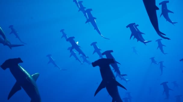 大量的锤头鲨在海洋深处缓慢地游动 海面下的野生动物 深蓝色的水 水下生物的美丽 潜水艇水生生物 — 图库视频影像