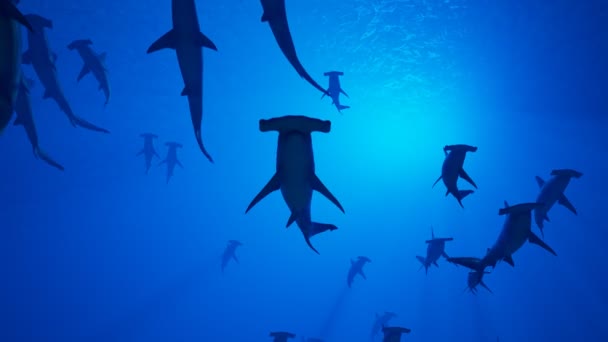 Animatie Van Een Grote Groep Hamerhaaien Die Langzaam Zwemmen Oceaandiepte — Stockvideo