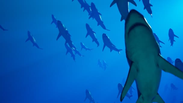 Animación Gran Grupo Grandes Tiburones Blancos Nadando Lentamente Profundidad Del — Vídeos de Stock