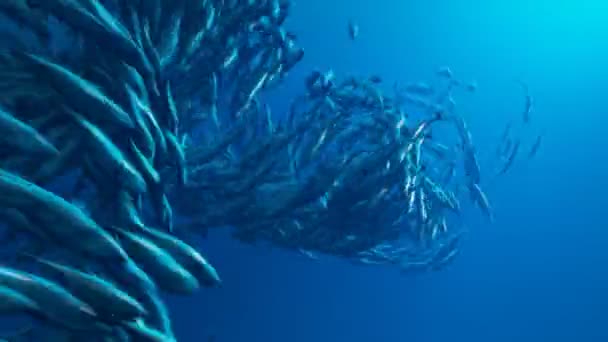 Animation Des Fischschwarms Der Der Tiefe Des Ozeans Schwimmt Eine — Stockvideo