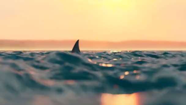 鲨鱼鳍在海面上快速运动的动画 摄像头向下移动 显示鲨鱼袭击 危险的气氛 夕阳西下朝阳的橙色光芒 — 图库视频影像