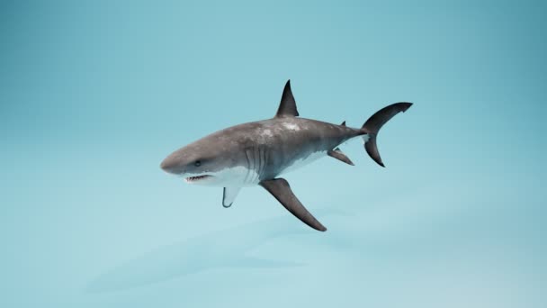 Animazione Dello Squalo Nuotatore Sullo Sfondo Azzurro Shark Sta Muovendo — Video Stock