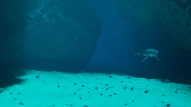 サメの攻撃 海底で泳ぐサメのアニメーション サメは水中洞窟に急速に移動し 最終的に攻撃しています 危険の雰囲気について ディープブルーウォーター — ストック動画