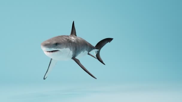 Анимация Плавающей Акулы Светло Голубом Фоне Акула Медленно Быстро Превращается — стоковое видео