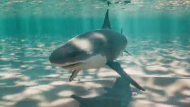 Płynna Pętlowa Animacja Rekina Pływającego Pięknej Płytkiej Lagunie Rekin Delikatnie — Wideo stockowe