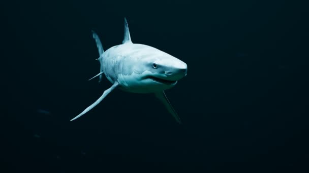鲨鱼在黑暗的海面上游来游去 大鱼在水下黑暗中缓慢地移动 捕食者 在黑水里的野生动物 老白鲨皮肤上有疤痕危险的气氛 — 图库视频影像