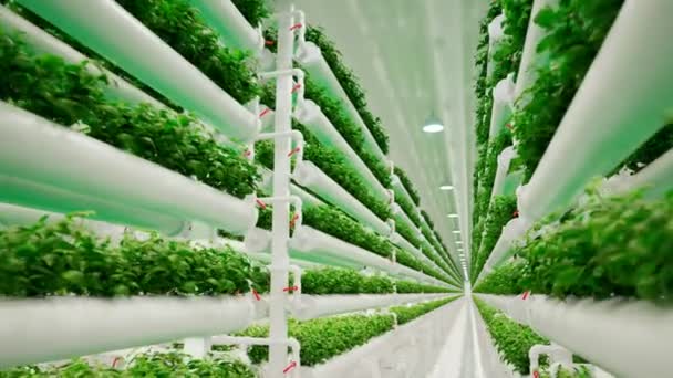 Hidroponik Besar Greenhouse Aquaculture Hijau Perkebunan Herbal Dengan Sistem Pengairan — Stok Video
