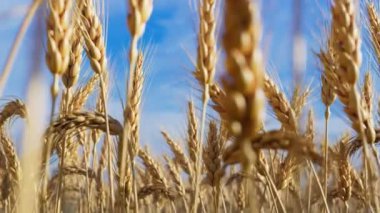 Olgun buğday başaklarının döngüye alınabilir animasyonu. Güzel sarı buğday kulakları rüzgarda hafifçe hareket ediyor. Parlak güneşli bir gün. Arka planda mavi gökyüzü. Hasat zamanı. Tarım. Çiftlik. Gıda üretimi.