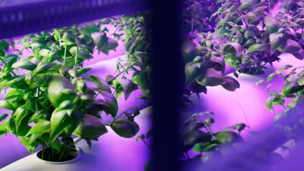 Hidropônico Vasta Estufa Plantação Ervas Com Sistema Rega Luzes Roxas — Vídeo de Stock