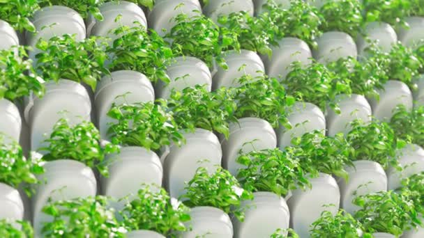 Grüne Mauer Wasserstoff Riesigen Gewächshaus Aquakultur Kräuterplantage Mit Bewässerungssystem Effizienter — Stockvideo