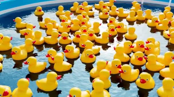 美しいプールに浮かぶ大量のゴム製アヒル カメラはクリアな水の中のかわいい黄色いおもちゃでズームアップします 快適で陽気な雰囲気でした プレーする時間 サマー サニー サニー — ストック動画
