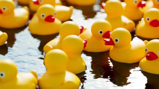 Huge Amount Rubber Ducks Floating Beautiful Swimming Pool Seamles Looping — Stock Video