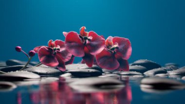 Su yüzeyinin üstünde açan pembe orkide dalları. DOF ile yakın plan temiz çekim. Mor falaenopsis orkidesi. Çiçekli arka plan spa, sevgililer günü, anneler günü için mükemmel..
