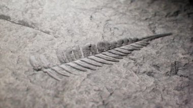Görüntü dikkat çekici derecede eksiksiz bir fosili gösteriyor. Fosilleşmiş eğrelti otu yaprağı. Jurrasic döneminden kalma yapraklar. Doğa. Botanik. Botanik arkeolojik keşif. Paleontoloji. Bilim eğitimi için mükemmel..