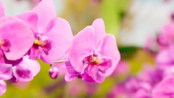 Ветвь Цветущих Розовых Орхидеи Цветы Ярком Фоне Чистый Крупным Планом — стоковое видео