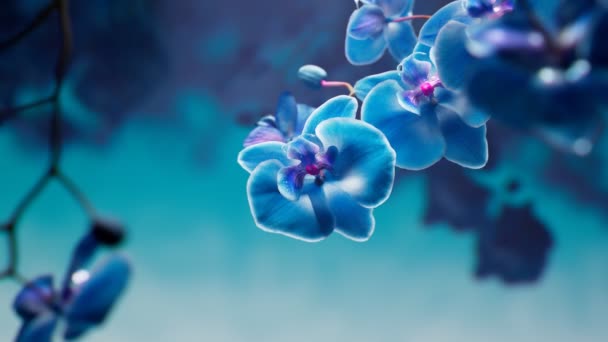 在蓝色的背景下开花的兰花的分枝 用Dof清洁特写镜头 蓝仙人掌兰花 适合水疗 情人节 母亲节的植物背景 — 图库视频影像