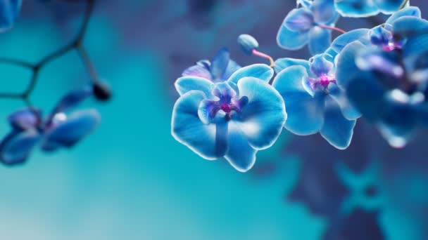 Tak Van Bloeiende Blauwe Orchidee Bloemen Tegen Een Blauwe Achtergrond — Stockvideo