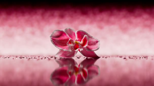Цветущий Розовый Цветок Орхидеи Зеркальной Поверхности Розовом Фоне Чистый Крупным — стоковое видео