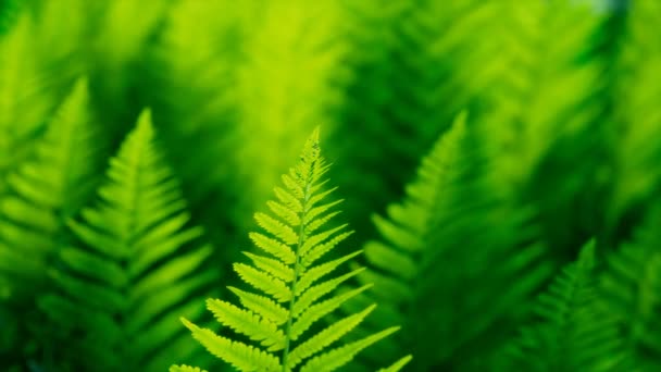 Seamless Looping Animation Green Leaves Ferns Moving Wind Natural Forest — Stock Video
