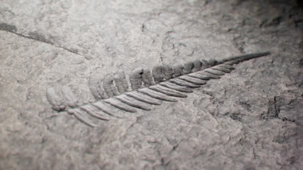 Filmaufnahmen Die Bemerkenswert Vollständige Fossilien Zeigen Versteinertes Farnblatt Laub Aus — Stockvideo
