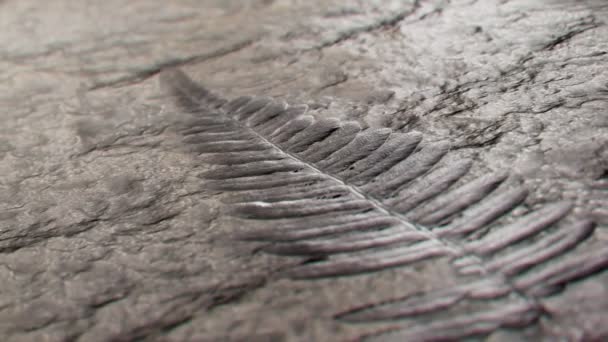 Imagens Mostrando Fóssil Incrivelmente Completo Folha Samambaia Fossilizada Folhagem Era — Vídeo de Stock