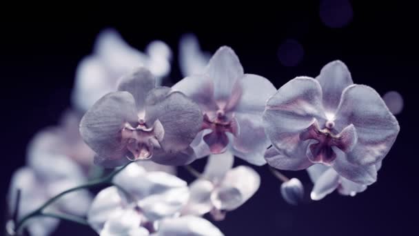 星空と咲く蘭の花のロマチックな枝 Dofでクリーンクローズアップショット ホワイト ファラノプシス オーケストラ バレンタインデー 母の日に最適な花の背景 ドリーミー — ストック動画