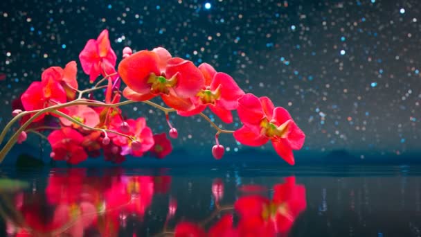 Romatic Branch Blooming Orchid Flowers Starry Night Sky Clean Close — Stock Video