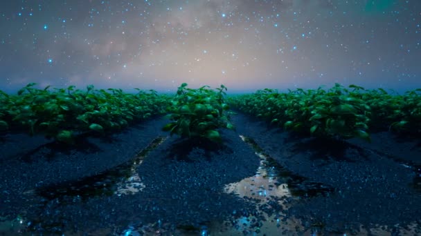 Čerstvé Mladé Zelené Rostliny Vlhké Půdě Noci Hvězdná Obloha Měsíčním — Stock video