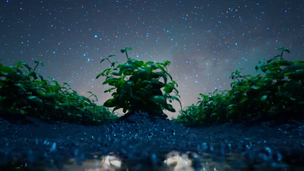 Nachts Frische Junge Grüne Pflanzen Auf Feuchtem Boden Der Sternenhimmel — Stockvideo