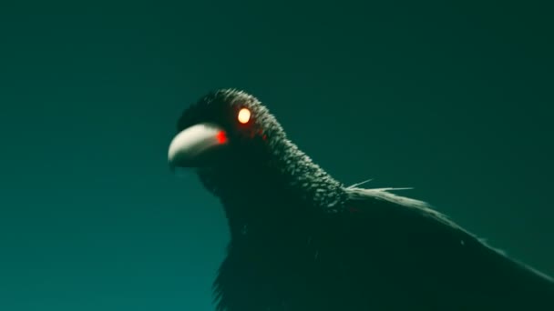 黒いシャギーの羽と黒いスカリーレイブンと暗い背景で赤い目を輝かせます 恐ろしい野鳥は頭で奇妙な動きをする ホラーシーンのコンセプト 怖い映画 ハロウィン スプーキー — ストック動画