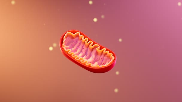 ミトコンドリアの断面観察 ミトコンドリオンアニメーション ミトコンドリアの要素 医療コンセプト 人体内の細胞 ピンクの背景の医療インフォグラフィック オルガネル スキーム — ストック動画