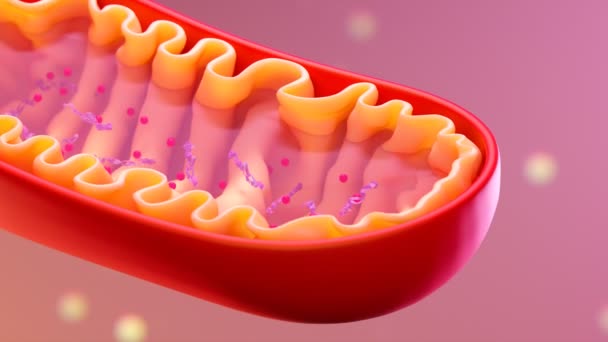 ミトコンドリアの断面観察 ミトコンドリオンアニメーション ミトコンドリアの要素 医療コンセプト 人体内の細胞 ピンクの背景の医療インフォグラフィック オルガネル スキーム — ストック動画