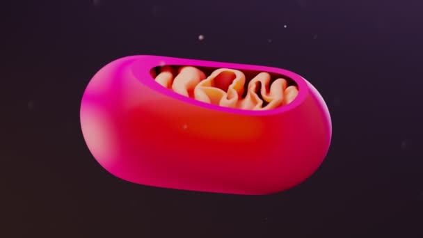 Pandangan Lintas Bagian Mitochondria Animasi Mitochondrion Unsur Unsur Mitokondria Konsep — Stok Video