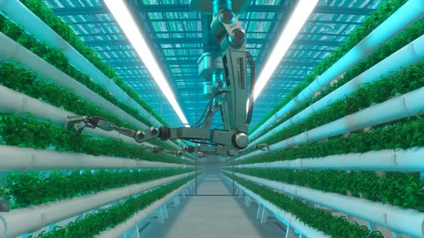 Bezproblemowe Animowanie Uprawy Bazylii Zielone Rośliny Bazylii Uprawiane Przez Roboty — Wideo stockowe