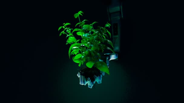 Der Roboterarm Hält Eine Kleine Wachsende Pflanze Mit Grünen Blättern — Stockvideo