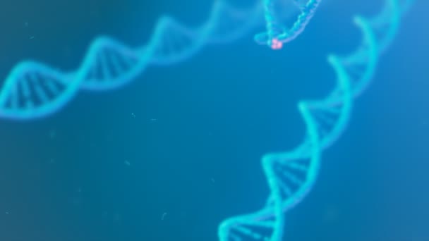 构建Dna双螺旋的动画 人类细胞分子结构的概念 基因突变的生物技术研究 完美的医疗和医药用途 Cgi渲染4K — 图库视频影像
