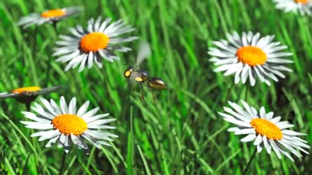 Animation Robot Bee Flying Meadow Landing Daisy Flower Little Shiny — Stock Video